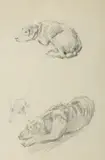 Józef Mehoffer, Szkice psów, ołówek, papier, 24