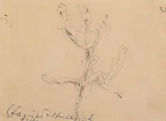 Jan Stanisławski, Roślina, ołówek, papier