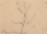 Jan Stanisławski, Roślina