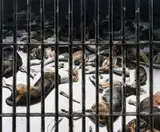 Miłosz Wnukowski, Cave canem, 2015, 2015, olej, płótno