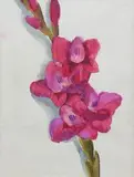 Anna Maślakiewicz-Brzozowska, Gladiola, akwarela, papier