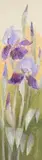 Barbara Perlikowska, Tryptyk : Irysy i maki, 2012 / 2013 r., pastel, papier