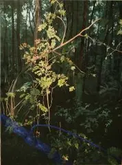 Natalia Rybka, Nie chcą/nie mogą, 2018, 2018, olej, płótno