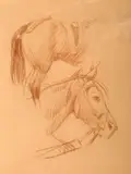 Szkice konia by Stanisław Sawiczewski, sangwina, papier, sold Oct 2017