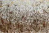 Mariola Świgulska, Leśna łąka z cyklu Zauroczona Dmuchawcami, 2017, 2017, akryl, płótno
