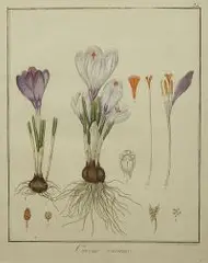 Friedrich Guimpel, Krokus wiosenny, 1819 r., 1819, miedzioryt ręcznie kolorowany akwarelą, papier czerpany