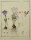 Friedrich Guimpel, Krokus wiosenny, 1819 r., 1819, miedzioryt ręcznie kolorowany akwarelą, papier czerpany