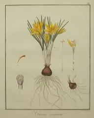 Friedrich Guimpel, Krokus, 1819 r., 1819, miedzioryt ręcznie kolorowany akwarelą, papier czerpany