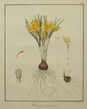 Friedrich Guimpel, Krokus, 1819 r., 1819, miedzioryt ręcznie kolorowany akwarelą, papier czerpany