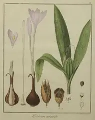 Friedrich Guimpel, Krokus jesienny, 1819 r., 1819, miedzioryt ręcznie kolorowany akwarelą, papier czerpany