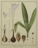 Friedrich Guimpel, Krokus jesienny, 1819 r., 1819, miedzioryt ręcznie kolorowany akwarelą, papier czerpany