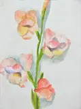 Anna Maślakiewicz-Brzozowska, Gladiola, akwarela, papier