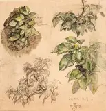 Józef Mikołaj Pochwalski, Szkice roślin, 1919 r., 1919, ołówek, akwarela, papier