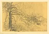 Tadeusz Wierusz-Kowalski, Sosna w Świdrze, 1946 r., 1946, ołówek, papier