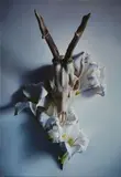 Maria Szachnowska, Bez tytułu, 2016, 2016, olej, płótno