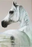 Krzysztof Jarocki, Koń, 1998 r., 1998, pastel, papier, 48