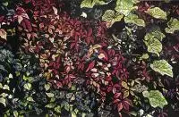 Justyna Hołubowska, Liście 2, 2015, 2015, linoryt, papier