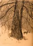 Leon Wyczółkowski, Świerk, 1924 r., 1924, węgiel, papier, 52