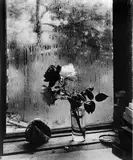 Josef Sudek, Seifertova ruža