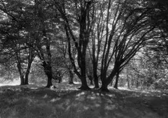 Josef Sudek, Park, 1960, čiernobiela fotografia
