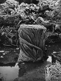 Emila Medková, Samotár, 1978, čiernobiela fotografia