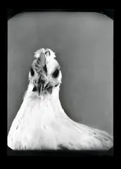 Agat Blonski, Portrét Doroty, 2001, čiernobiela fotografia