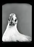 Agat Blonski, Portrét Doroty, 2001, čiernobiela fotografia