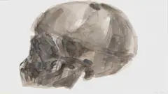 Joni Brenner, Skull Series (I), watercolour on paper