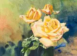Dino Paravano, Roses
