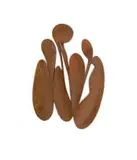Geoffrey Armstrong, Simplified Botanical Form, carved wood