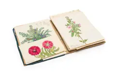 Isaac Louis Drège, Thirty botanical drawings, watercolour on paper, unbound in the original linen covered book