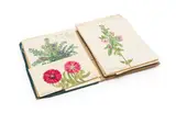 Isaac Louis Drège, Thirty botanical drawings, watercolour on paper, unbound in the original linen covered book