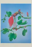 Norman Catherine, The Rare Gaboob, from A Tribute to King Ferd III portfolio, colour photolithograph on paper