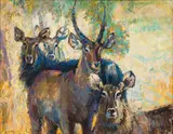 Zakkie Eloff, A Group of Waterbuck, oil on canvas