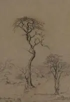 Jacobus Hendrik Pierneef, Rustenburg (Acacia Trees), 1922, charcoal and chalk pastel on paper