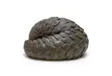 Donald Greig, Pangolin Ball, bronze with a light brown patina