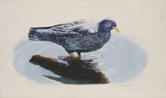 Untitled (African Olive Pigeon) by Johan Hoekstra, 1994, oil on board, sold Aug 2026