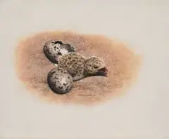 Skimmer Chick by Johan Hoekstra, 1992, oil on board, sold Aug 2026