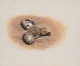 Johan Hoekstra, Skimmer Chick, 1992, oil on board