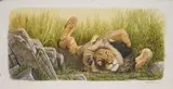 Johan Hoekstra, Untitled (Lion), 2001, oil on board