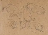 Maggie Laubser, Study of Pigs, 1946, pencil on paper