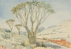 Adolph Jentsch, Candelaber Aloe, der Namib (Candelabra Tree, the Namib), 1939, watercolour on paper
