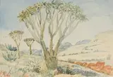 Adolph Jentsch, Candelaber Aloe, der Namib (Candelabra Tree, the Namib)