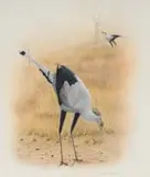 Bronwen Mellor, Secretary Birds, 1991, watercolour on illustration board