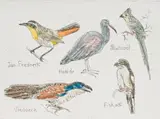 Claudette Schreuders, My Voels I (My Birds), hand-coloured etching on paper