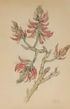 Gregoire Boonzaier, Coral Tree Flowers, 1976, charcoal, ink and watercolour on paper