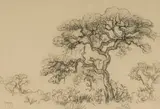 Gregoire Boonzaier, Trees, 1976, charcoal on paper