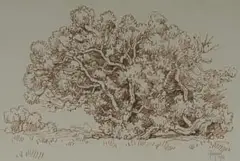 Tree Study, Onrus, Cape by Gregoire Boonzaier, 1986, ink marker on paper, sold Jul 2026