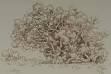 Gregoire Boonzaier, Tree Study, Onrus, Cape, 1986, ink marker on paper