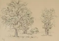 Gregoire Boonzaier, Oak Studies, 1976, charcoal, ink and watercolour on paper